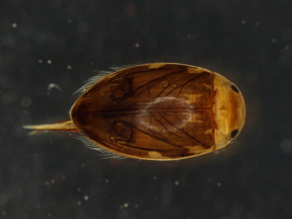 Laccophilus hyalinus